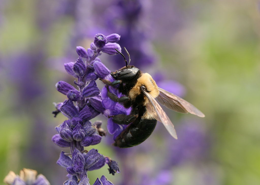 Carpenter bee