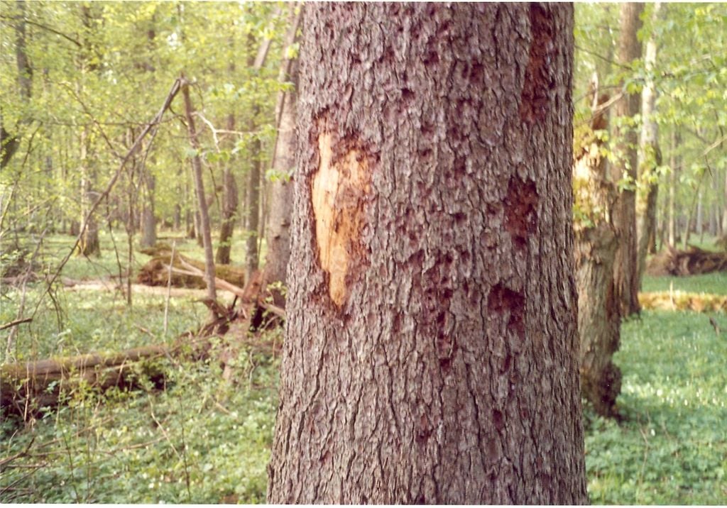 bark beetle holes in tree