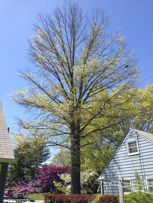 Oak tree with bacterial leaf scorch