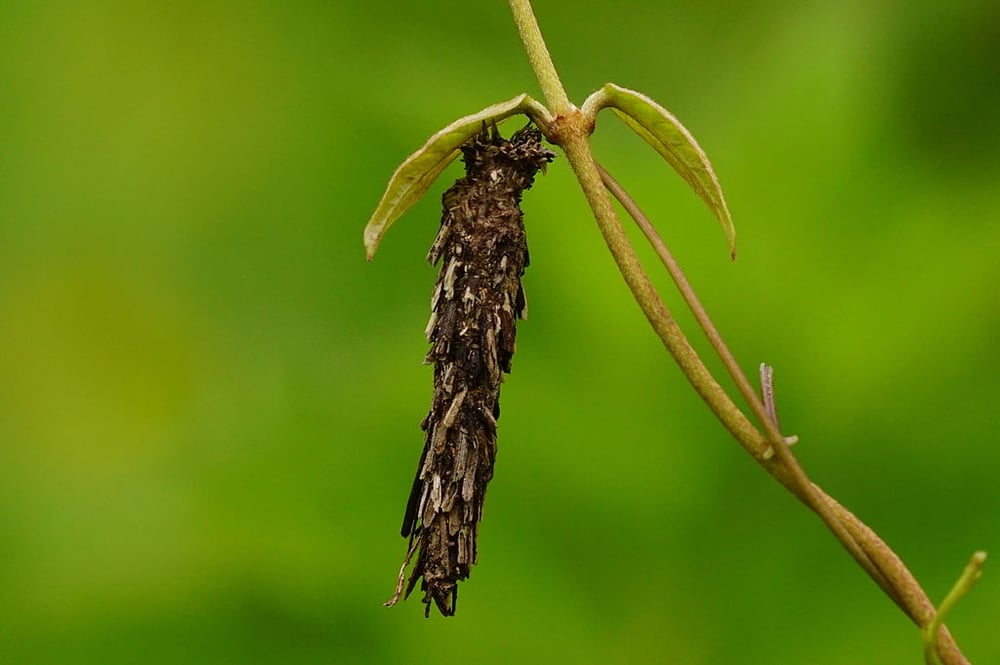 Bagworm hanging from plant