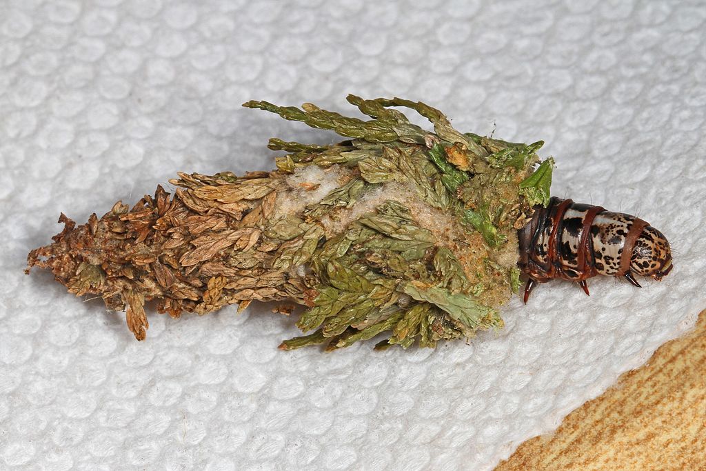 Bagworm with casing