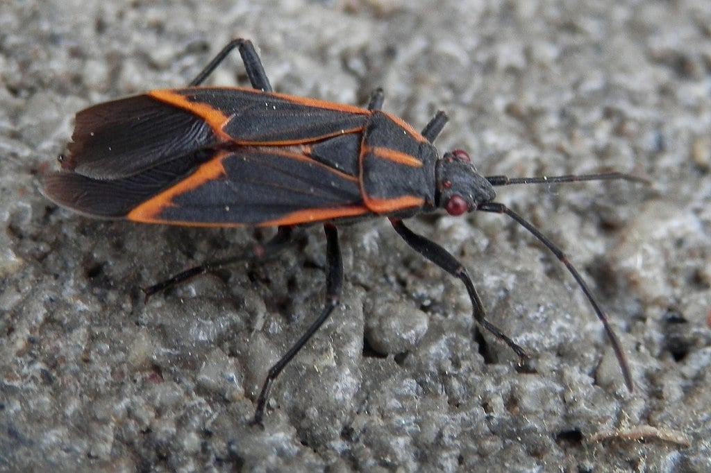 Boxelder Bug