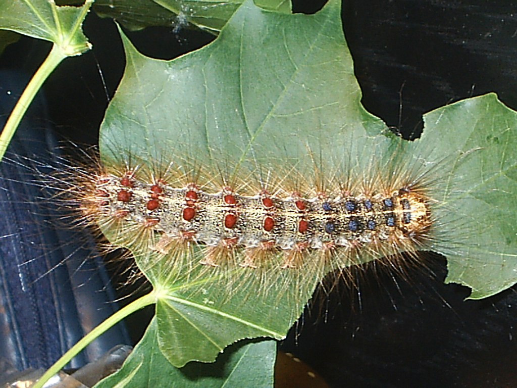 Gypsy Moth caterpillar eating leaf