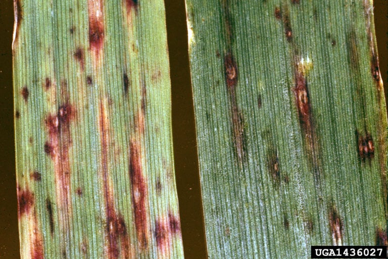 Leaf spot disease on grass blades