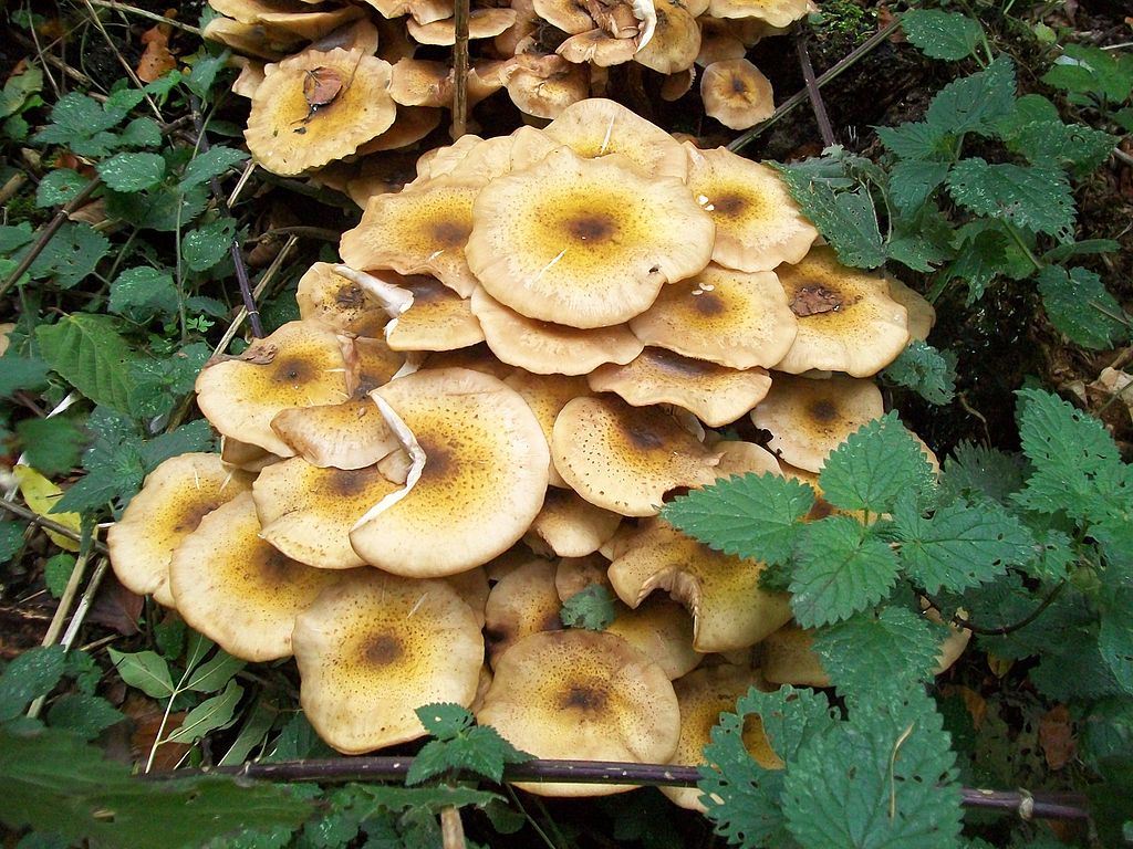 honey fungus near tree