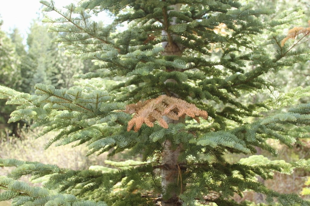 cytospora on evergreen tree