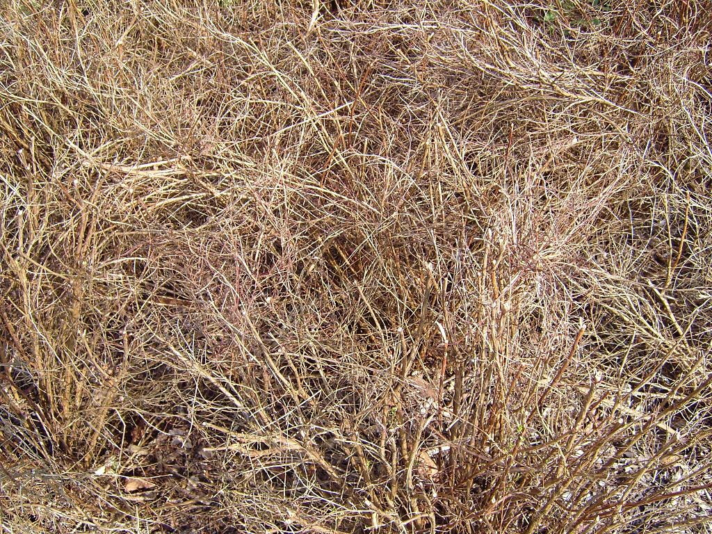 sunburnt grass