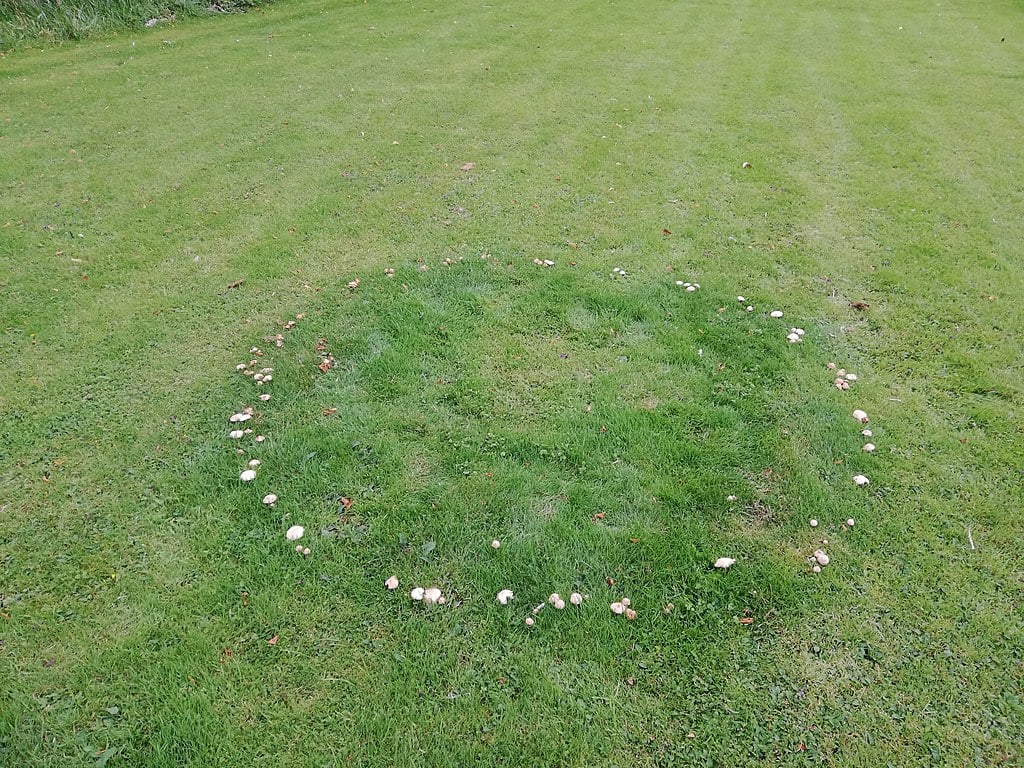 fairy ring in grass