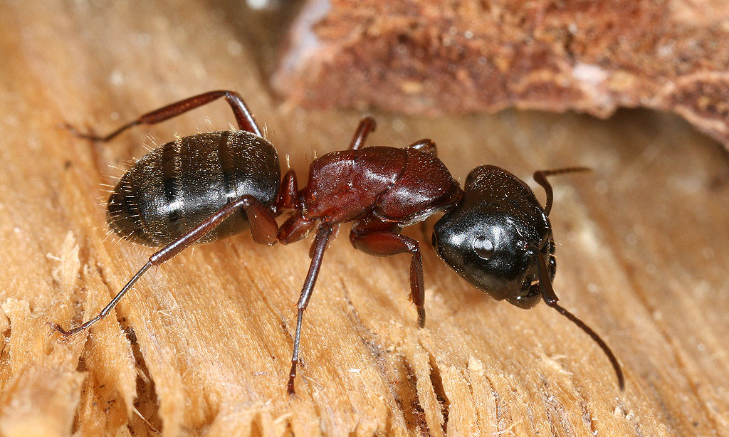 Carpenter Ant (Creative Commons)