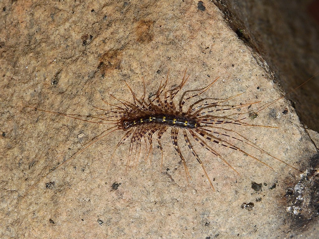 Centipede