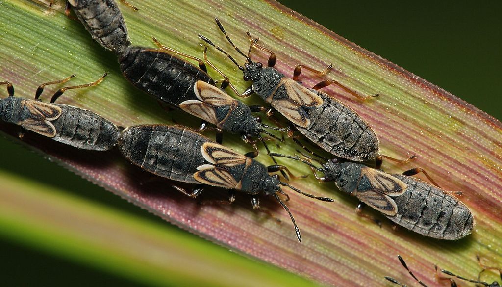 Chinch bugs on leaf