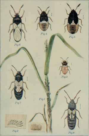 Chinch bug life cycle