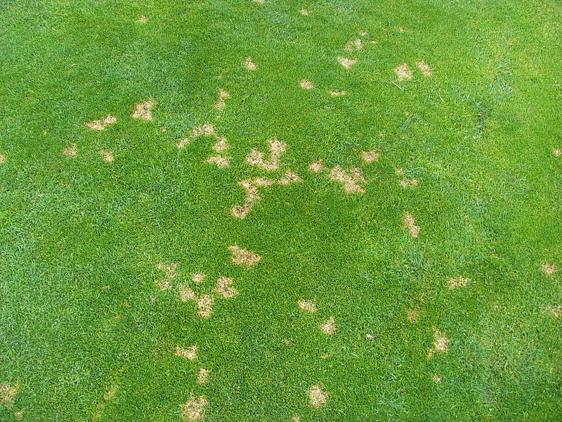 lawn disease in Pennsylvania lawn