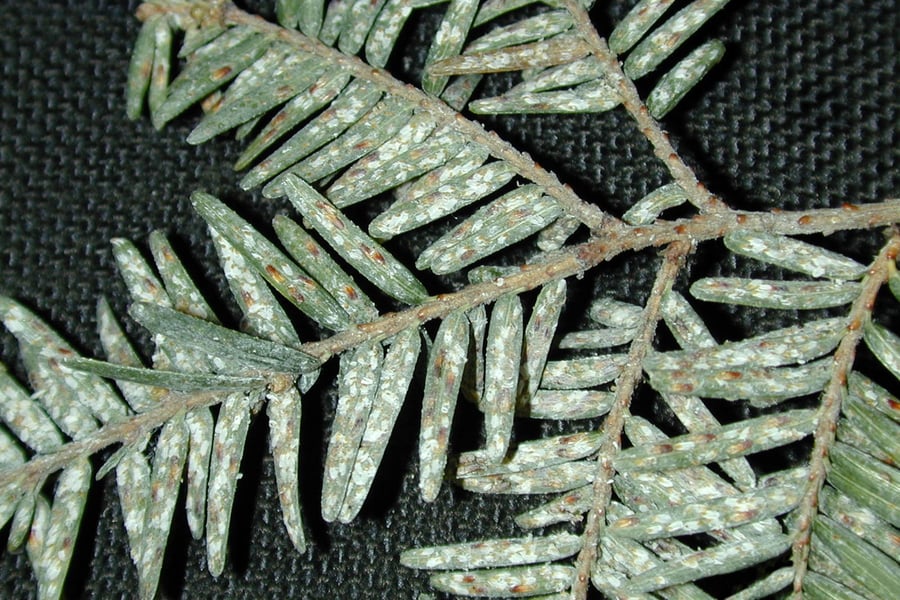 Elongate Hemlock Scale on leaves