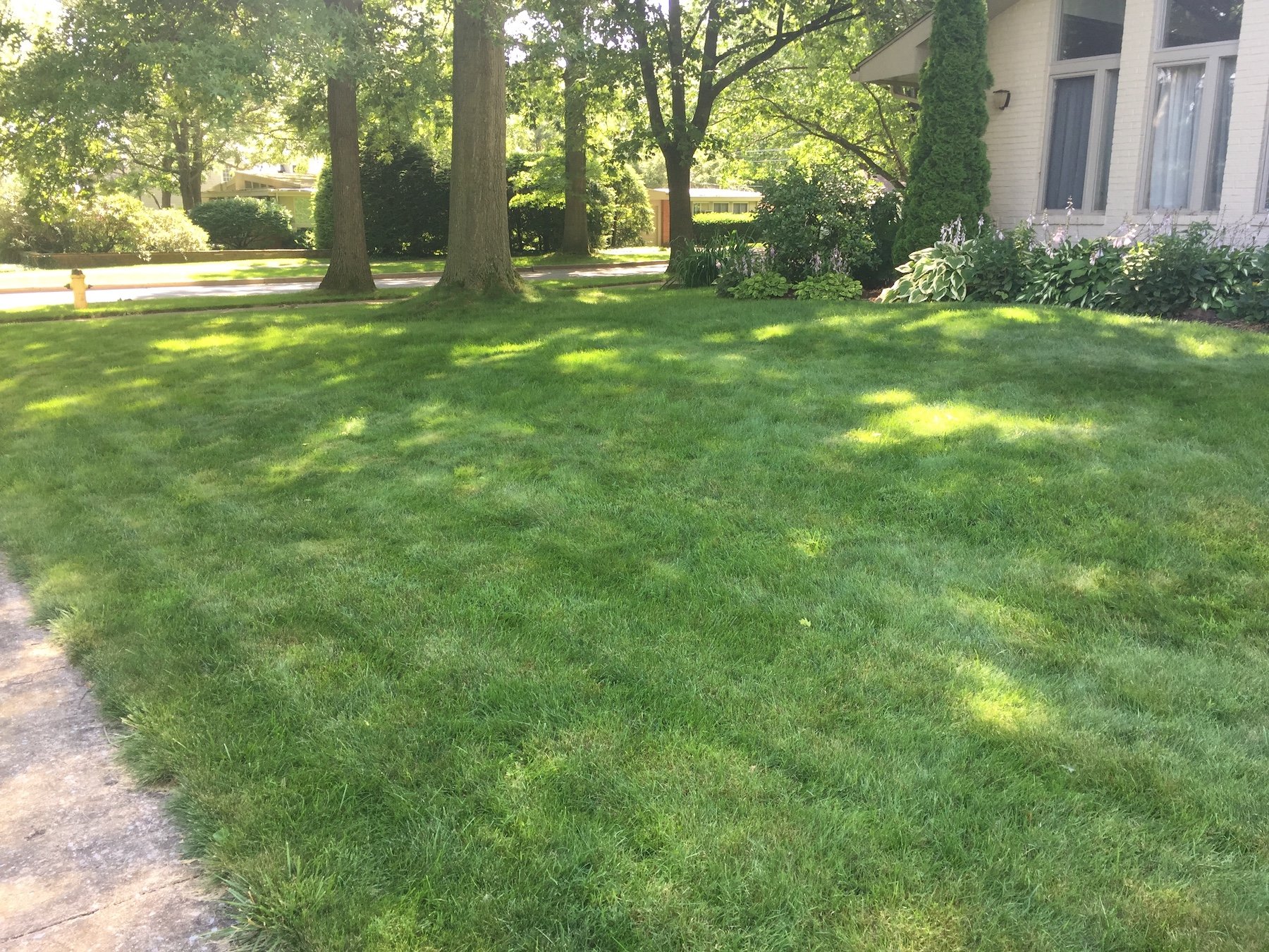 Fine fescue lawn in shade-penn state