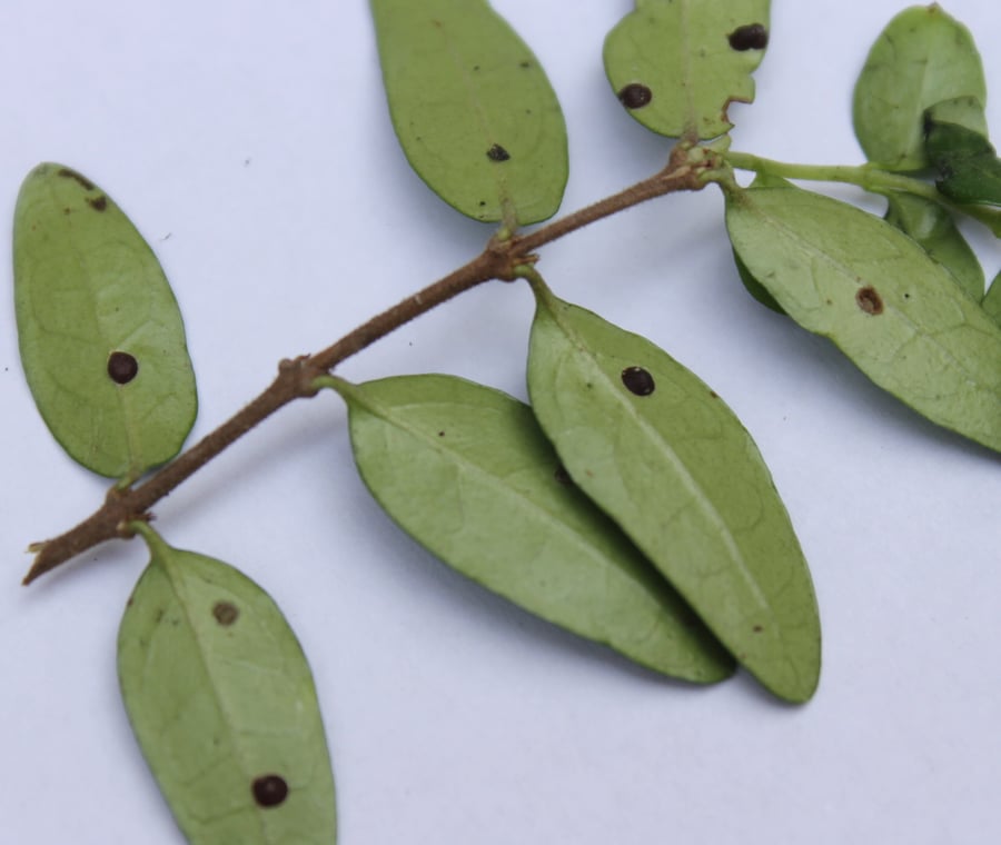 Fletcher Scale on leaves