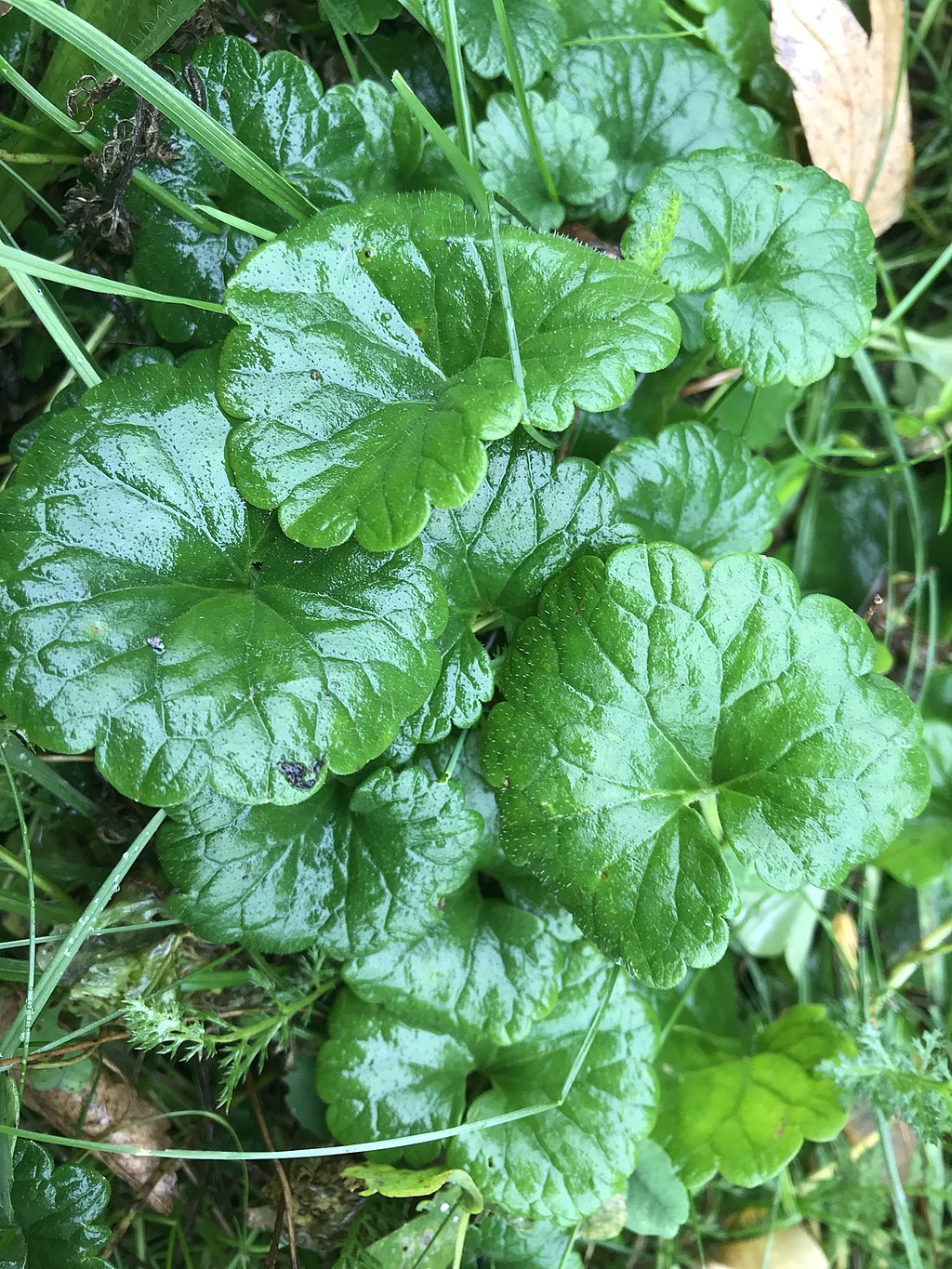 Ground Ivy lawn weed