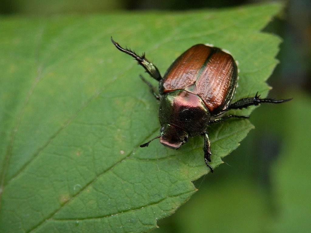 Japanese Beetle on leaf