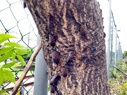 Spotted Lanternflies on tree