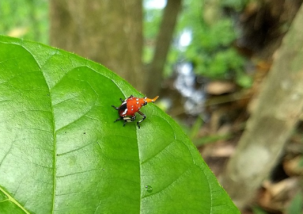 Spotted Lanternfly nymph on leaf