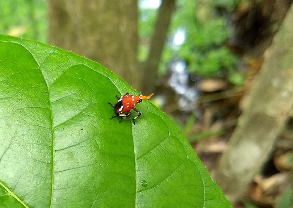 Fourth stage of Lanternfly nymph