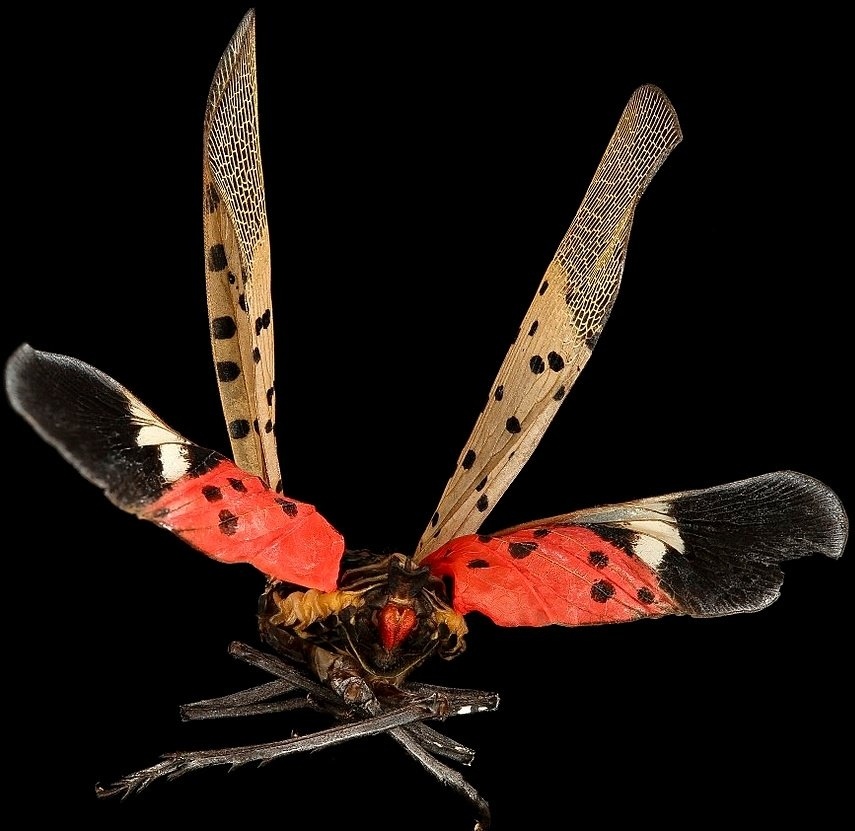 Spotted Lanternfly colors and patterns
