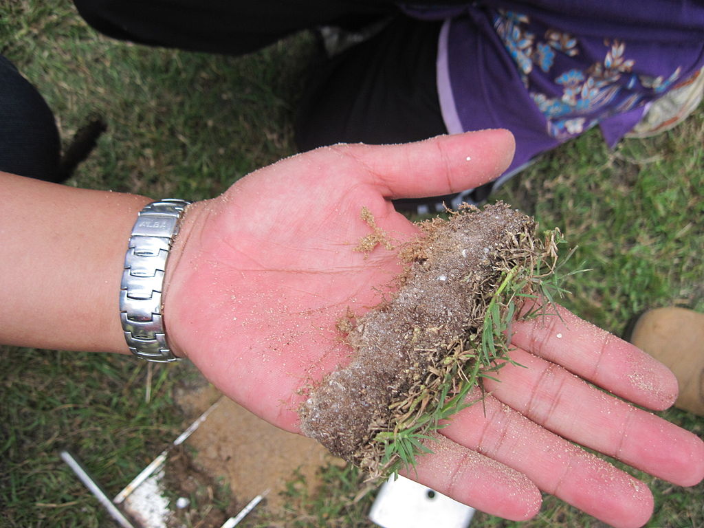 lawn thatch in hand