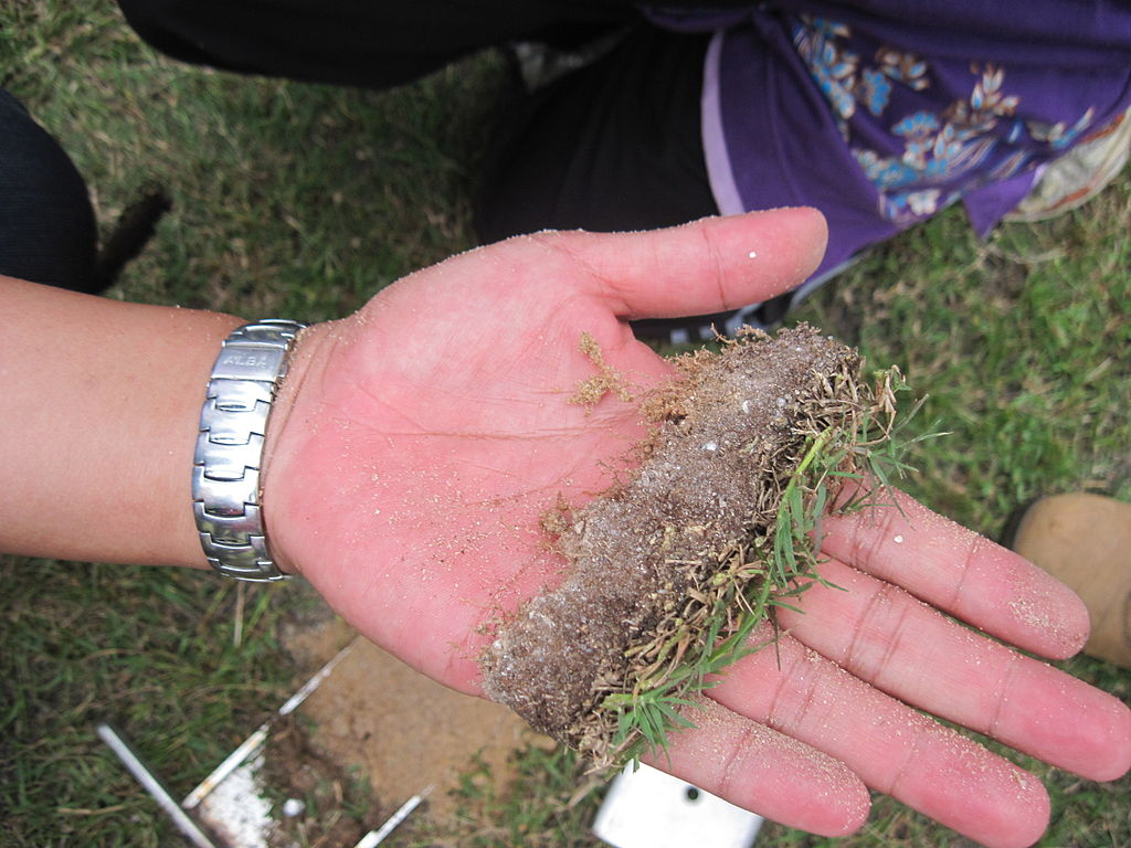 sample of thatch in lawn