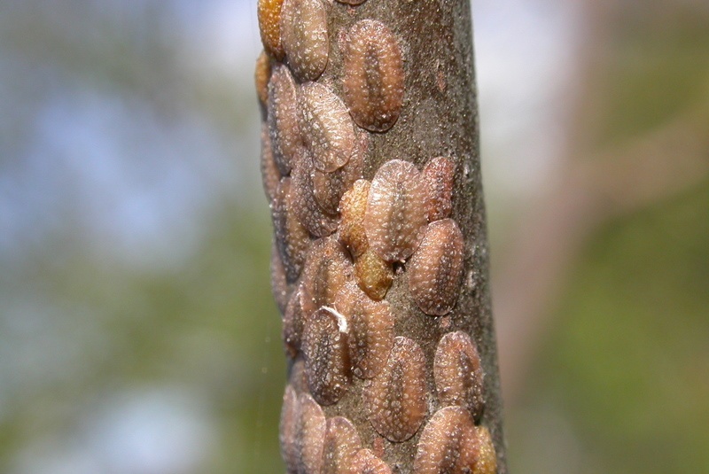 Scale on tree