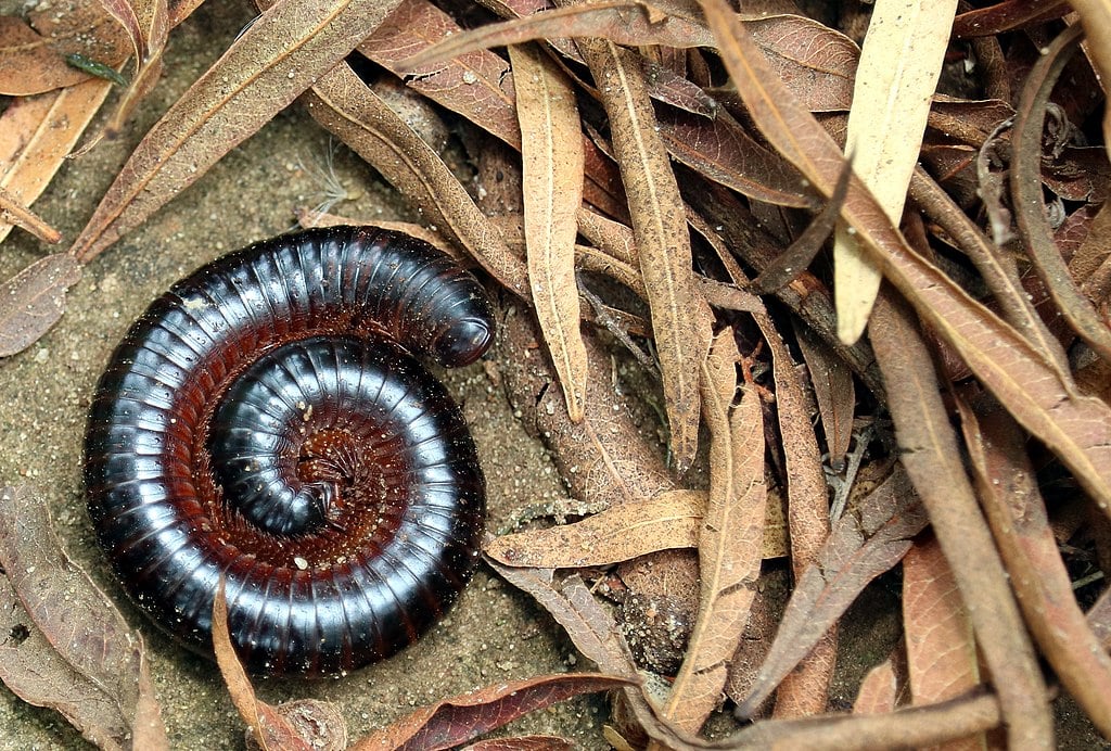 Millipede