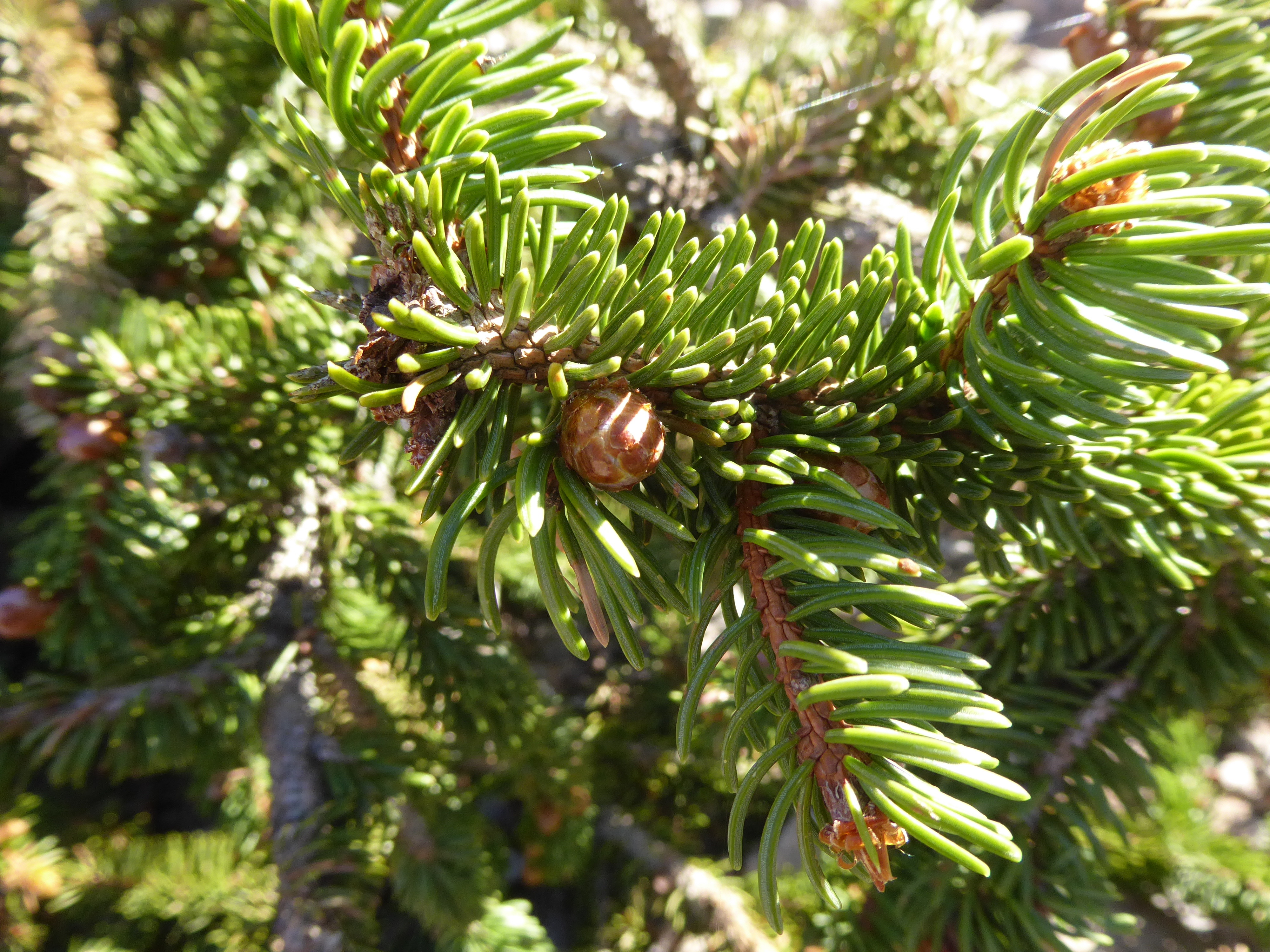 Norway Spruce (Picea abies) CC