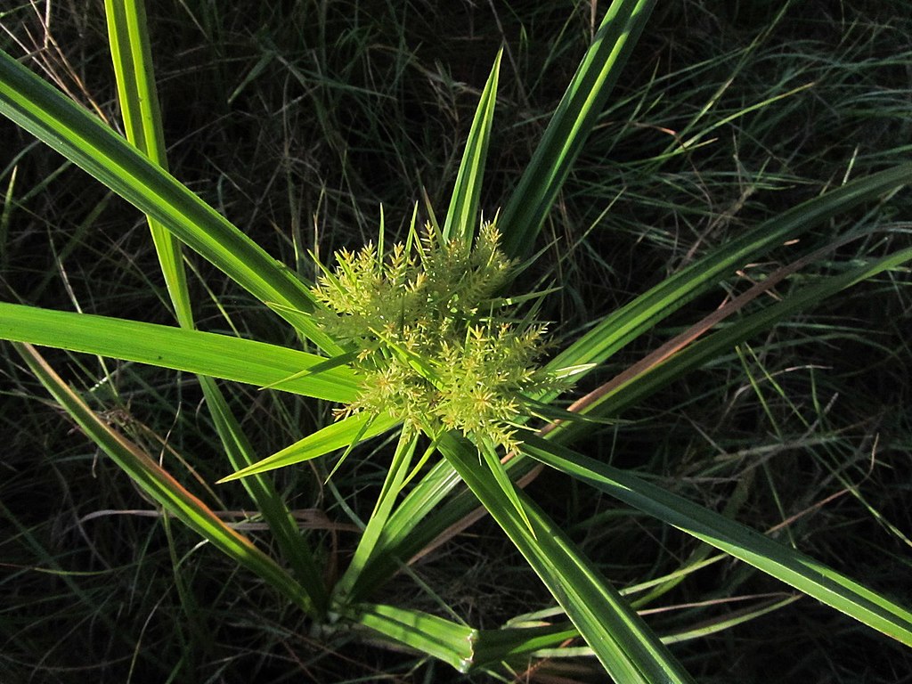 Nutsedge lawn weed