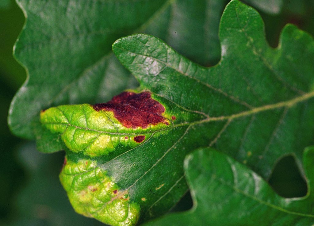 Oak leaf blister spot on leaf