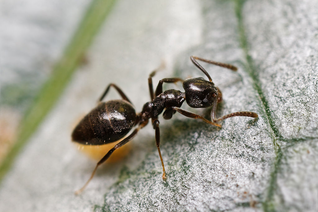 Odorous House Ant (creative commons)