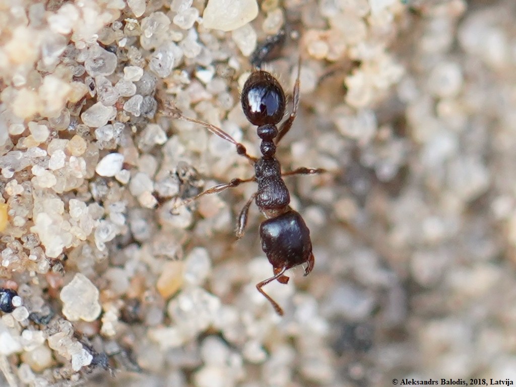 Pavement Ant (Creative commons)
