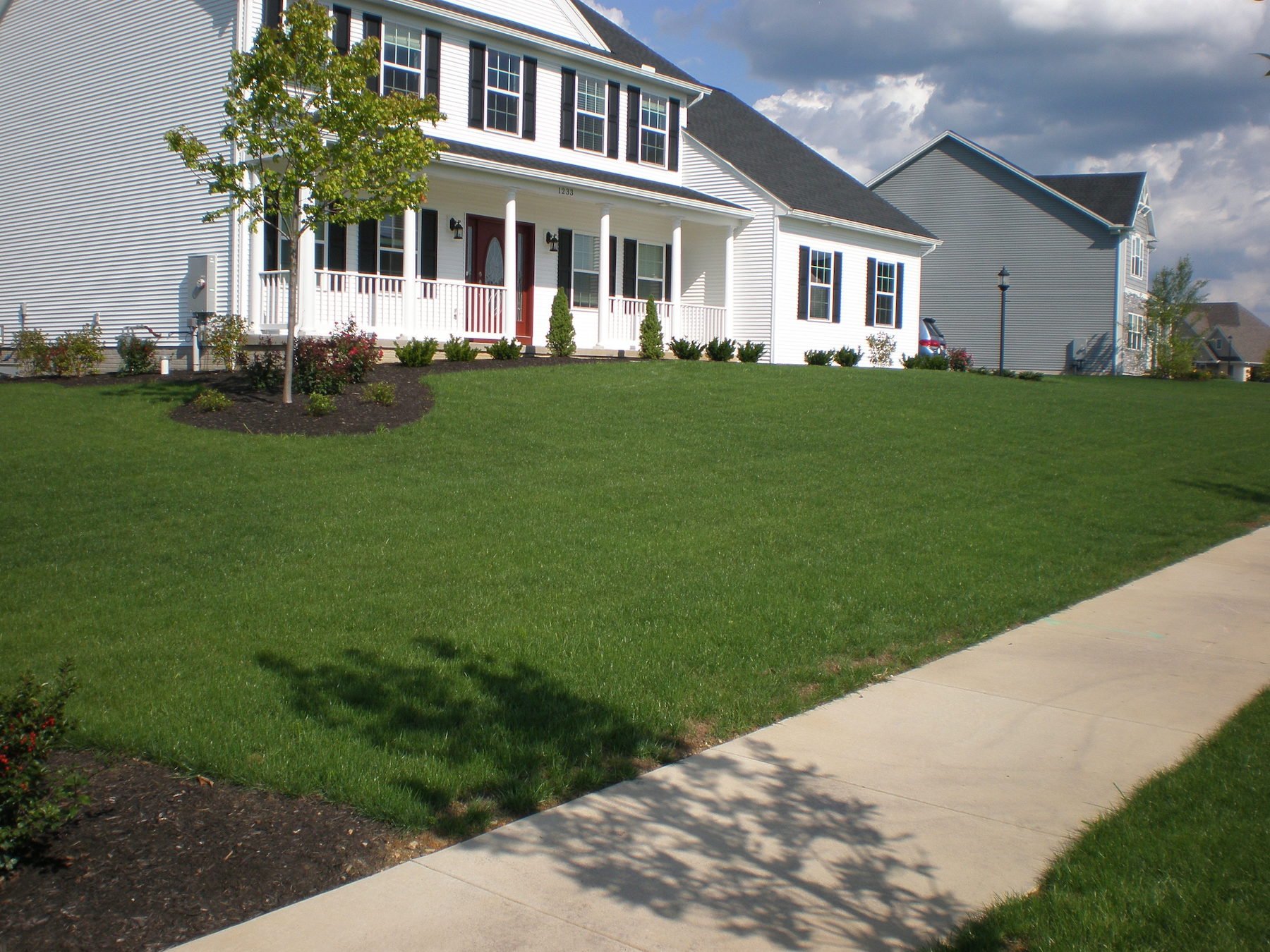 Perennial ryegrass lawn-penn state