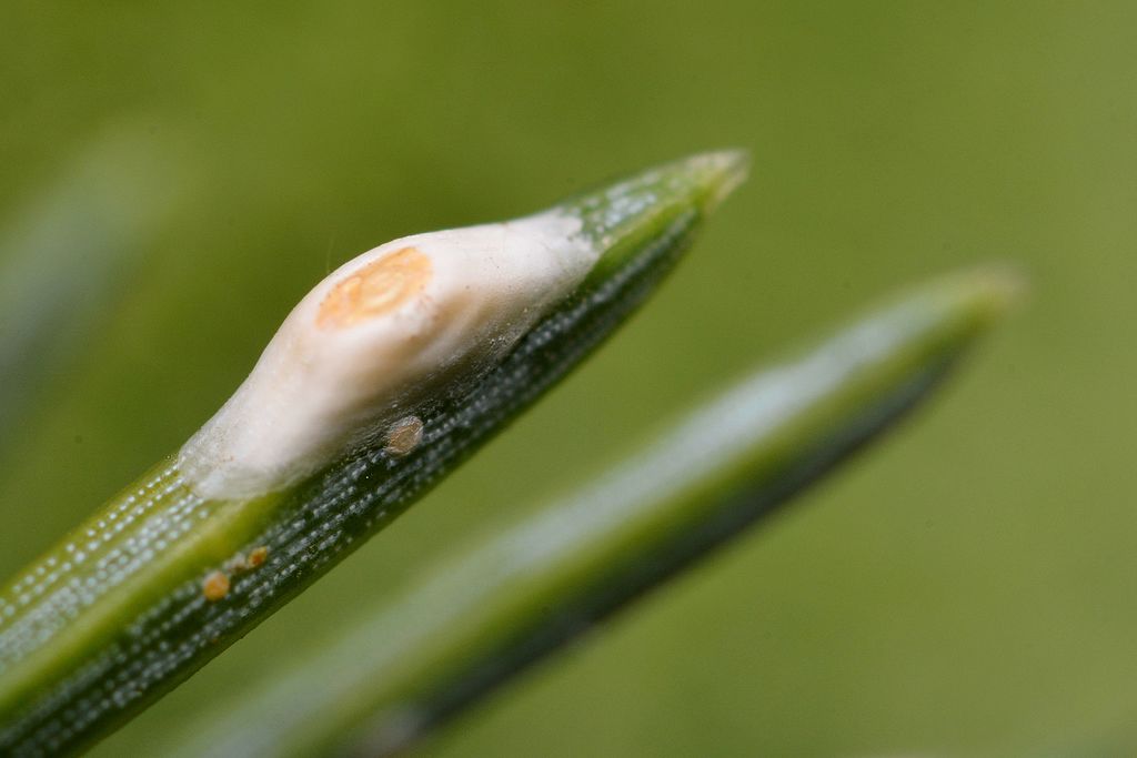 Pine Needle Scale