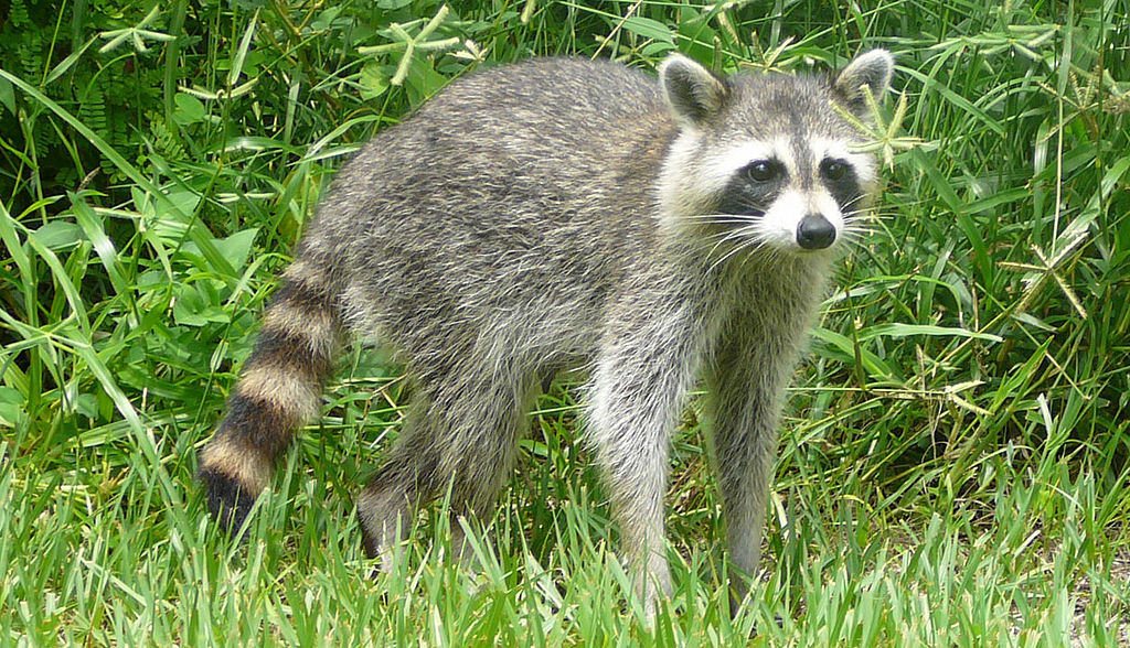 Raccoon damaging lawn