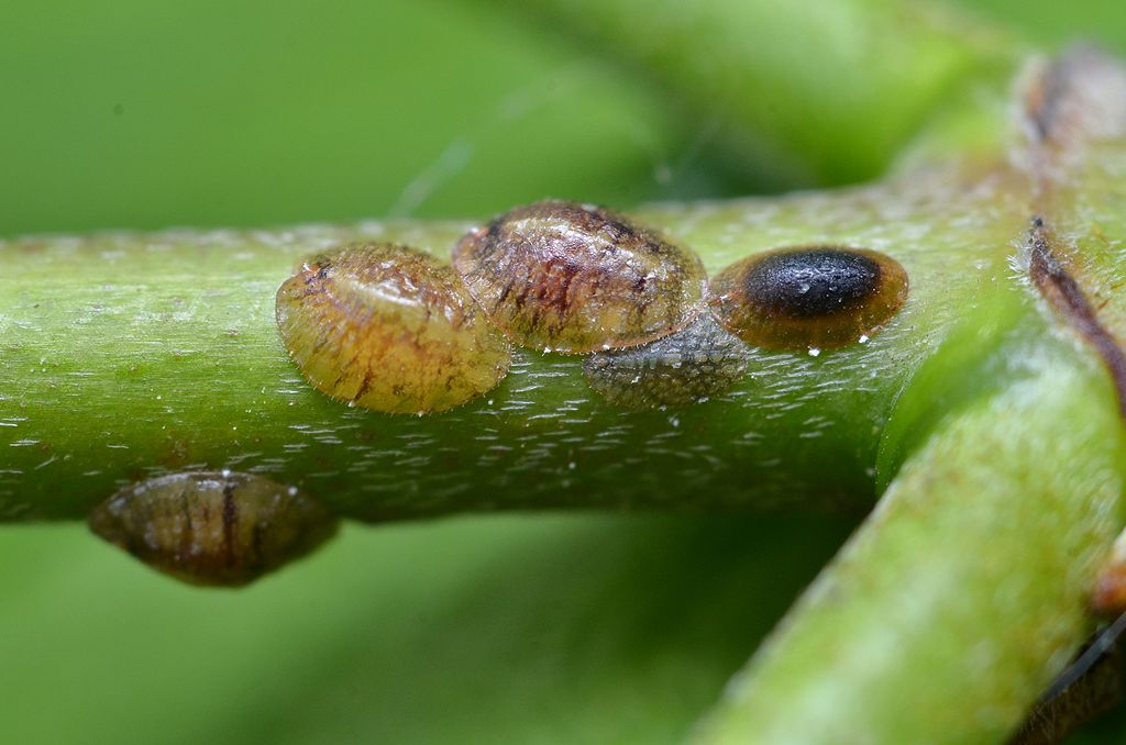 Scale insects on green branch