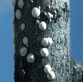 scale insects on tree