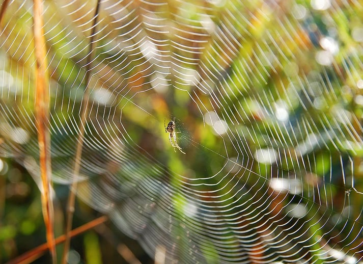 Spider web to be cleaned by pest control services