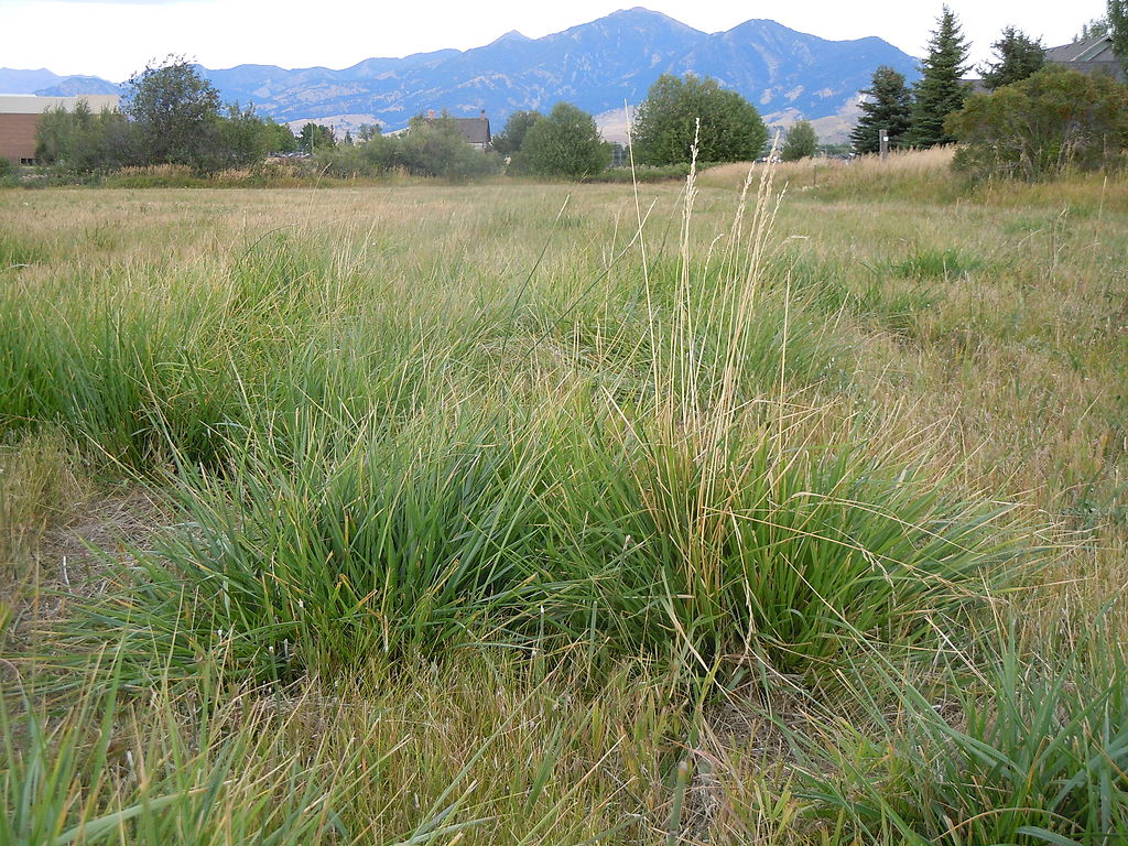 Tall Fescue