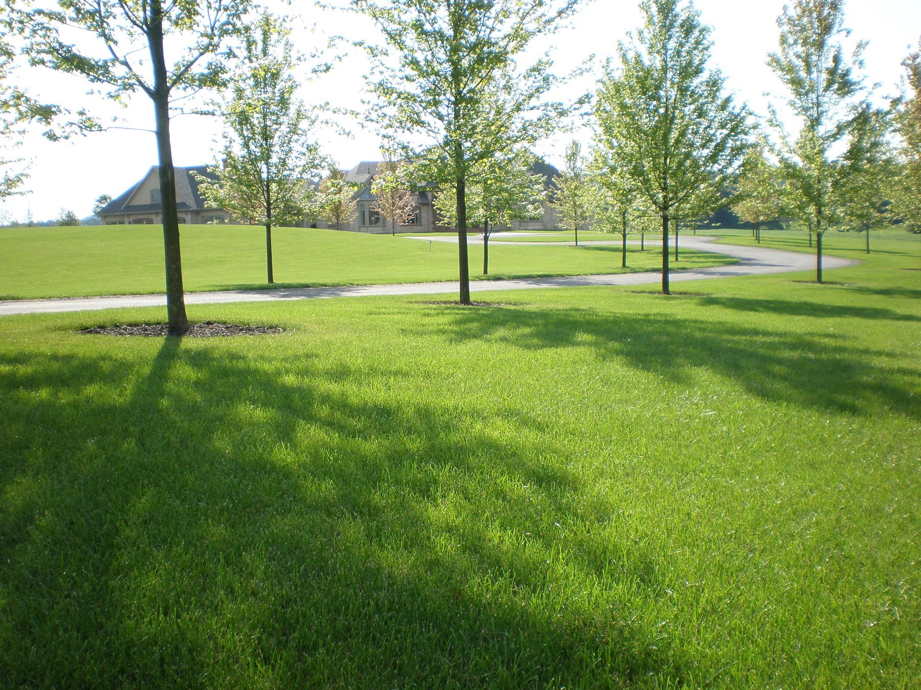 Tall fescue lawn-penn state