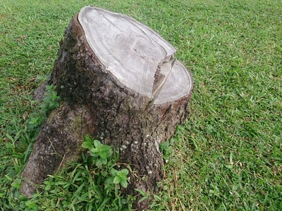 Tree stump that needs stump grinding