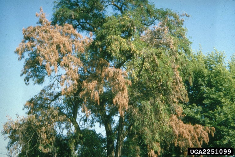 Verticillium Wilt tree fungus