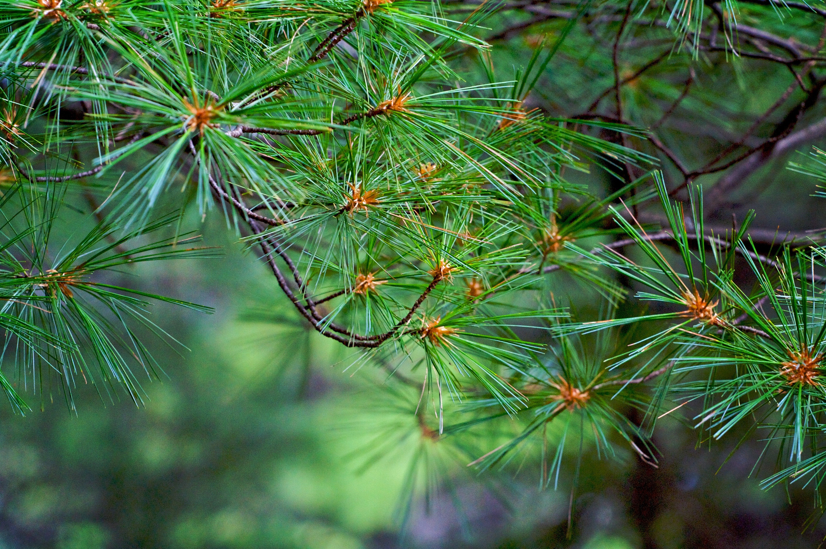 Conifer Needle Drop: When It Happens, Which Trees Drop Needles & Signs ...