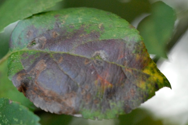 apple scab tree fungus on leaf