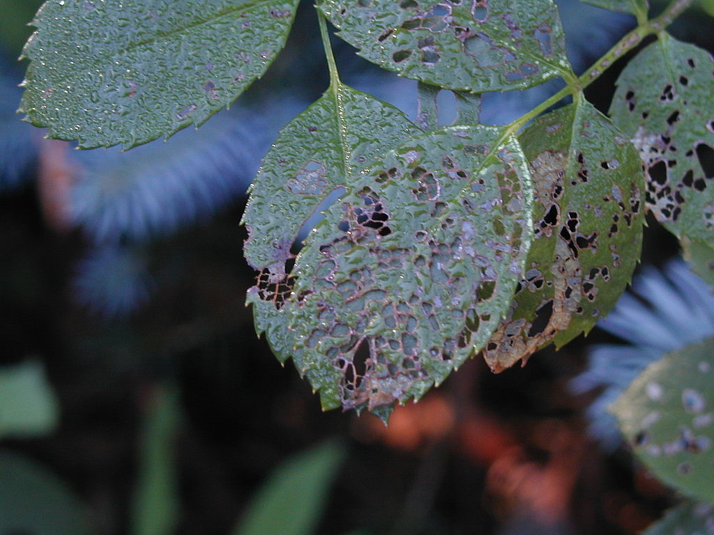 beetle damage to leaf