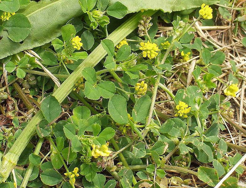 Black medic lawn weed in summer