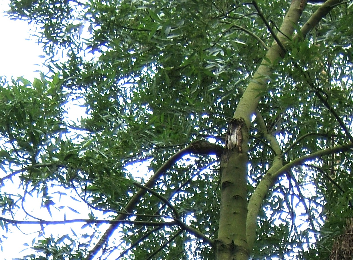 Tree with broken branch that needs inspection